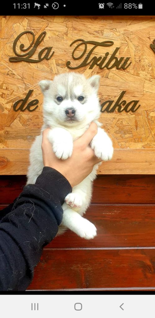 la Tribu De Jayaka - Chiots disponibles - Siberian Husky