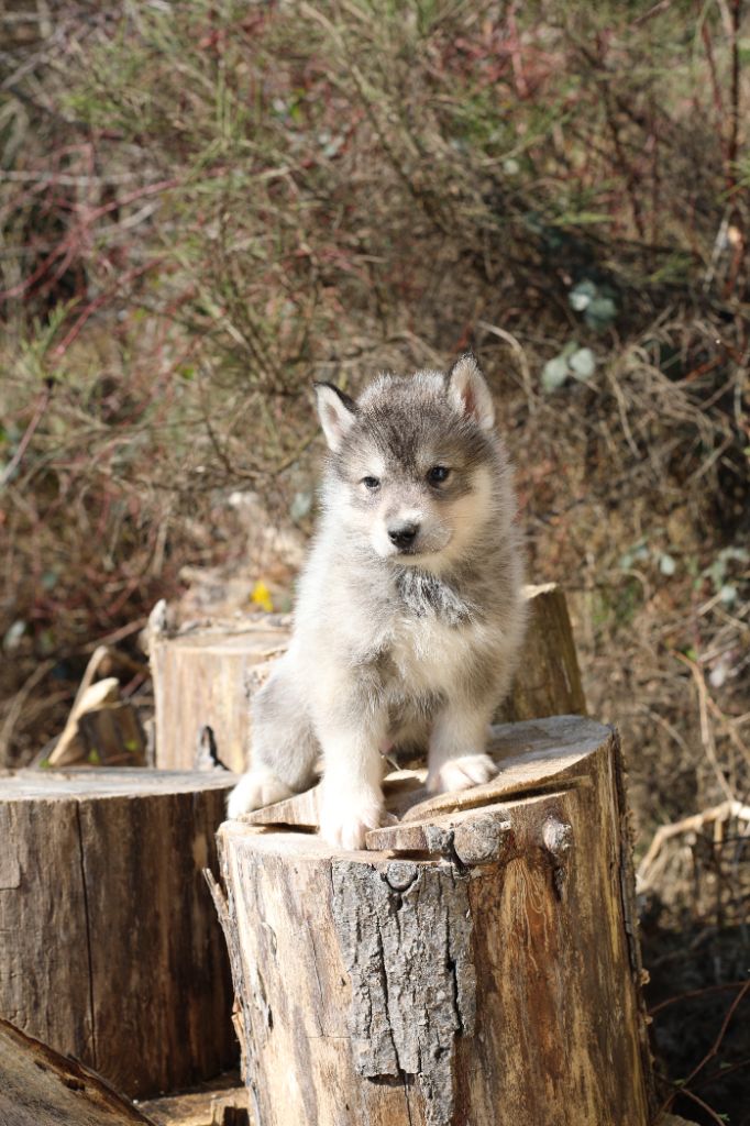 la Tribu De Jayaka - Chiots disponibles - Siberian Husky