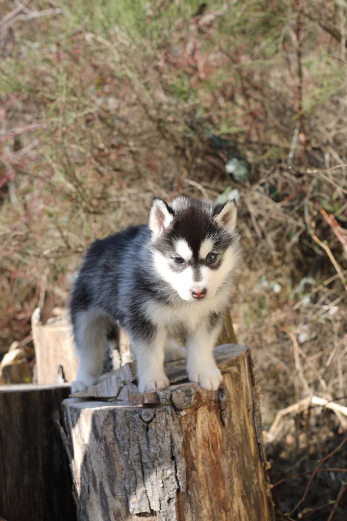 la Tribu De Jayaka - Chiots disponibles - Siberian Husky