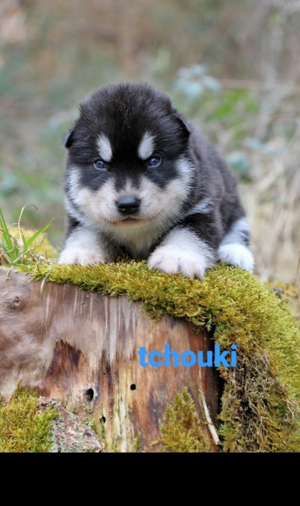 la Tribu De Jayaka - Chiots disponibles - Siberian Husky