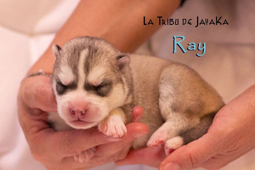 la Tribu De Jayaka - Chiots disponibles - Siberian Husky