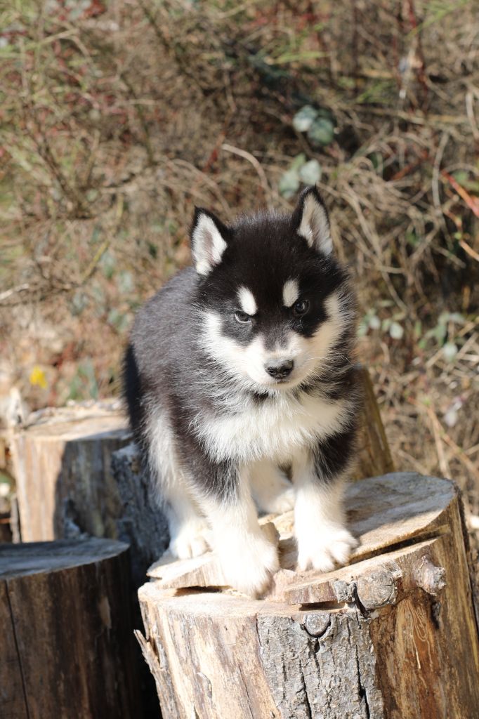 la Tribu De Jayaka - Chiots disponibles - Siberian Husky