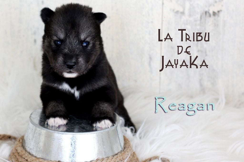 la Tribu De Jayaka - Chiots disponibles - Siberian Husky