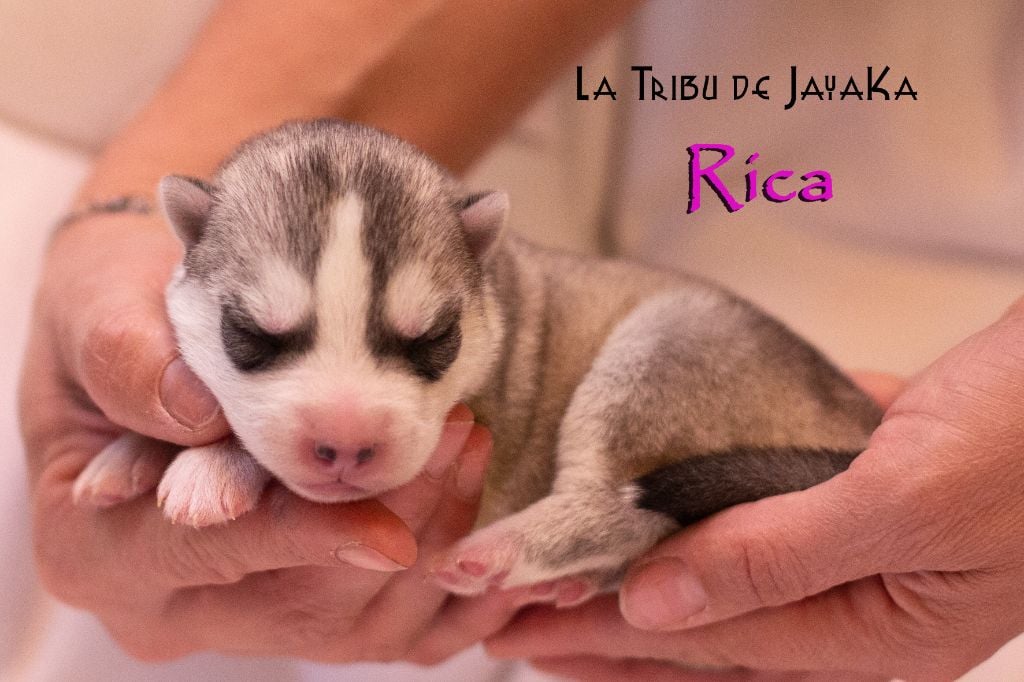 la Tribu De Jayaka - Chiots disponibles - Siberian Husky