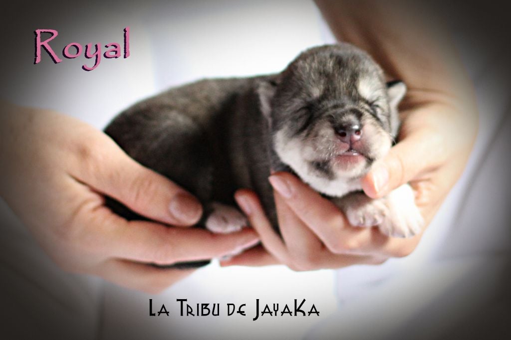 la Tribu De Jayaka - Chiots disponibles - Siberian Husky