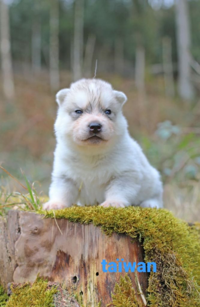 Chiot Siberian Husky la Tribu De Jayaka