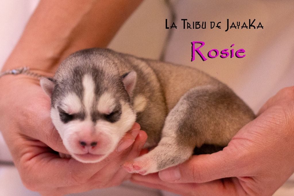 la Tribu De Jayaka - Chiots disponibles - Siberian Husky