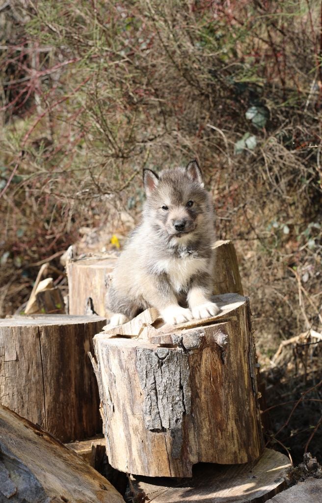 la Tribu De Jayaka - Chiots disponibles - Siberian Husky