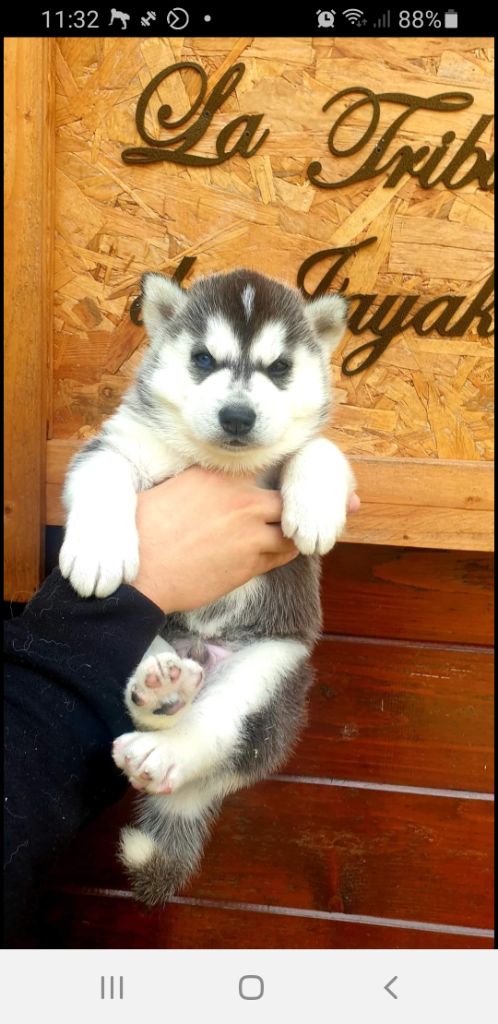 la Tribu De Jayaka - Chiots disponibles - Siberian Husky