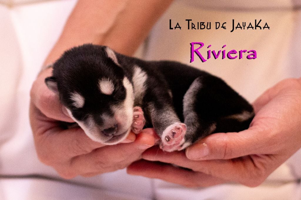 la Tribu De Jayaka - Chiots disponibles - Siberian Husky