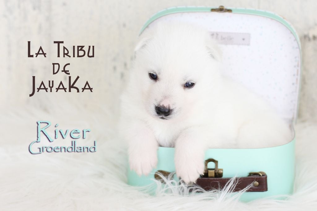 la Tribu De Jayaka - Chiots disponibles - Siberian Husky