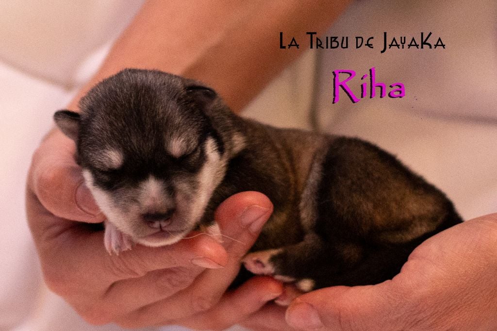 la Tribu De Jayaka - Chiots disponibles - Siberian Husky