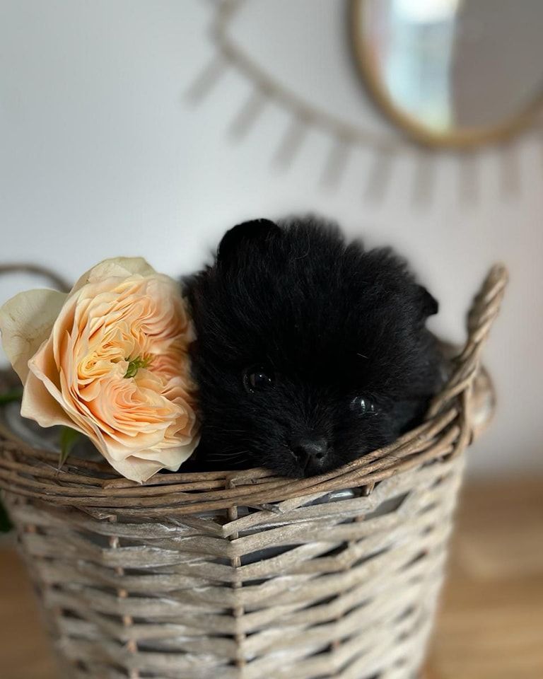 Naissance de bébés spitz couleur noir