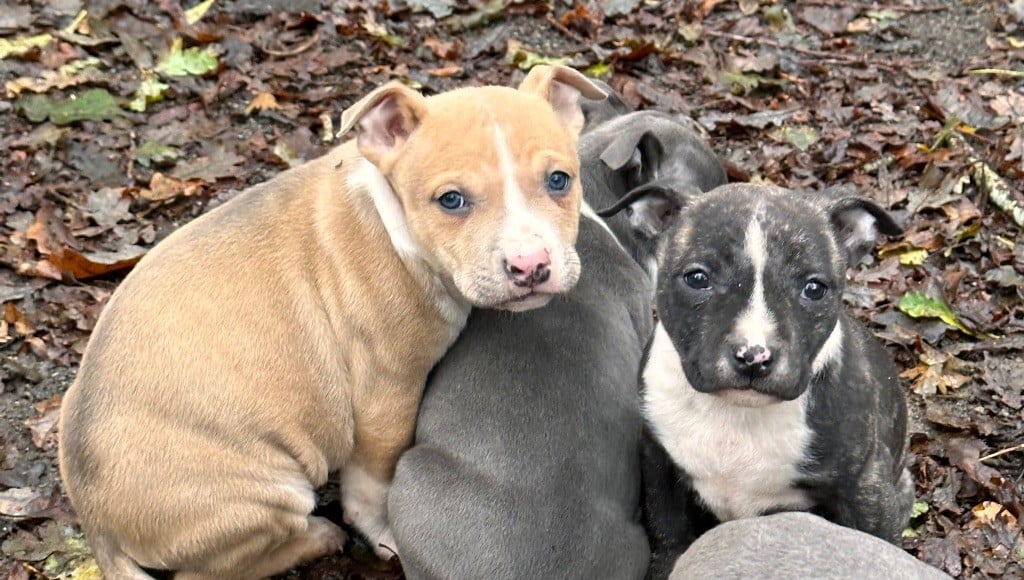 Chiot American Staffordshire Terrier Of Silver Mills