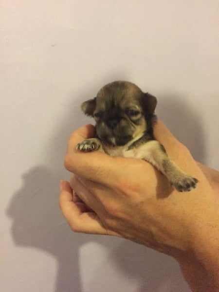 Des Fantaisy D'Angel Axel - Chiots disponibles - Chihuahua