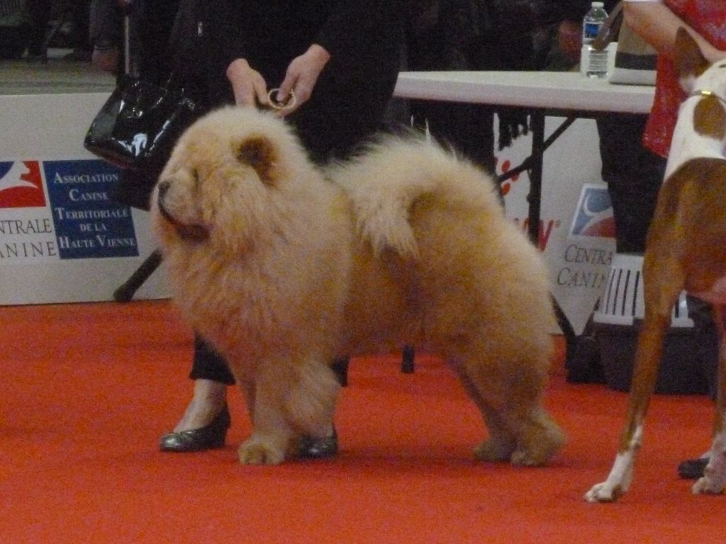 Of Lovely Blueberries - Exposition Canine Internationale de Limoges (8 avril 2018)