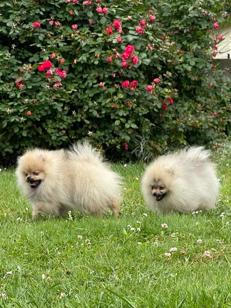 Of Lovely Blueberries - Vénum et Valentino Of Lovely Blueberries 