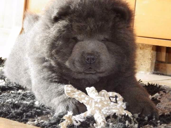 Of Lovely Blueberries - Chow Chow - Portée née le 31/12/2014