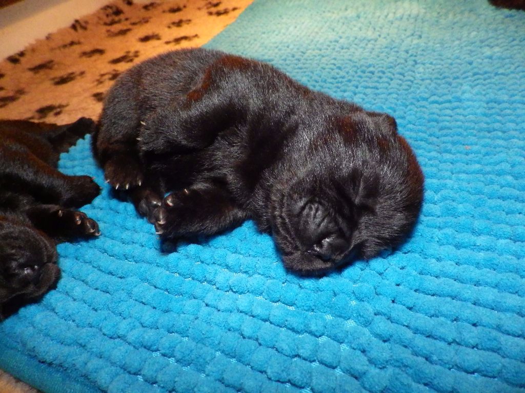 Chiot Chow Chow Of Lovely Blueberries