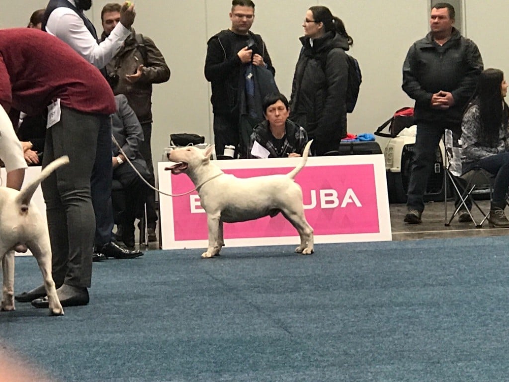 WORLD DOG SHOW LEIPZIG 2017