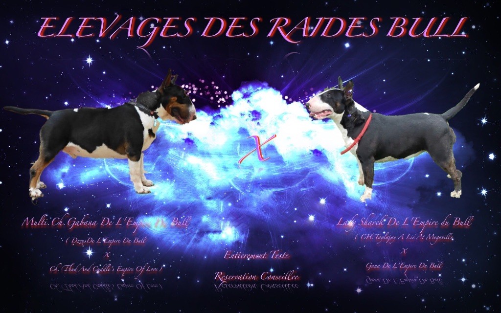 Des Raides Bull - Nouvelle portée Des Raides Bull