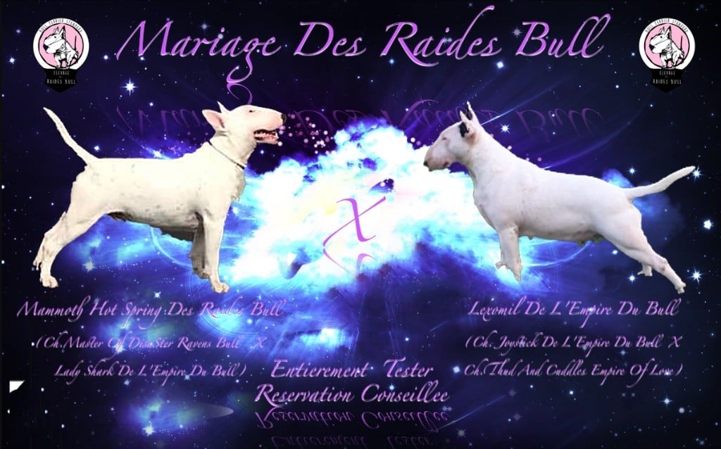 Des Raides Bull - Baby Des Raides Bull