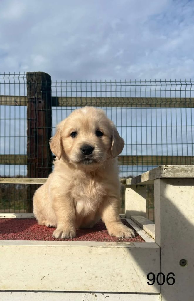 de la Vallée de Saint Samson - Golden Retriever - Portée née le 10/01/2025