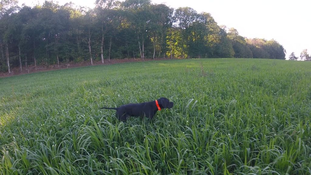 De La Belle Du Bois Jolly - Un pointer de plus en dressage