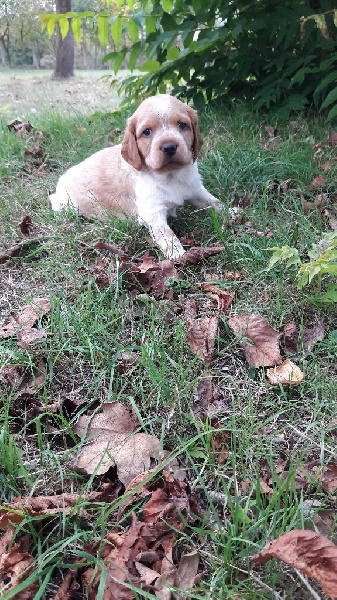 De La Belle Du Bois Jolly - Epagneul Breton - Portée née le 07/09/2016