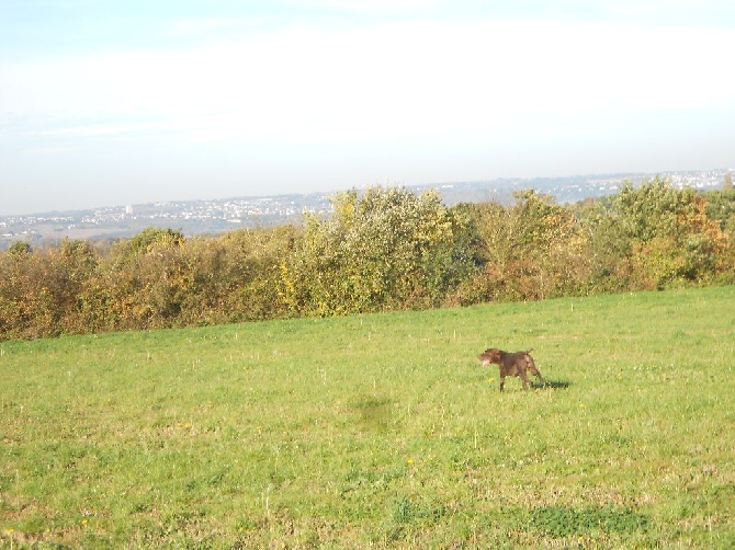 de la lande de mestry - Journée de chasse en plaine de Caen