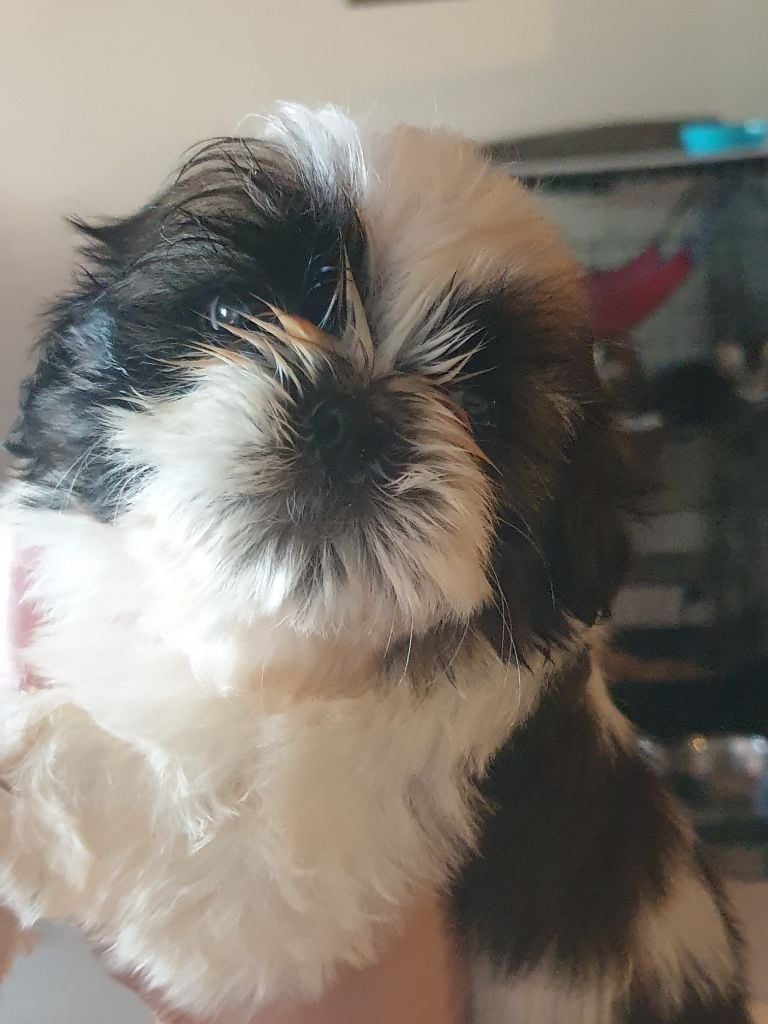 Du Petit Bois Ensorcelé - Chiots disponibles - Shih Tzu