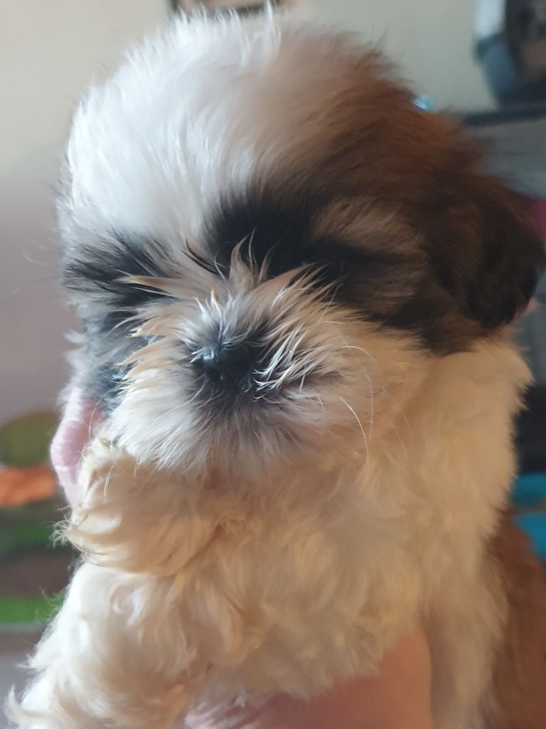 Du Petit Bois Ensorcelé - Chiots disponibles - Shih Tzu