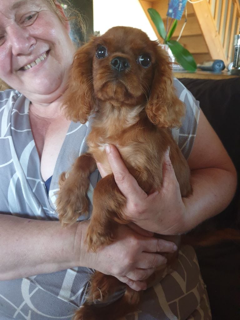 Du Petit Bois Ensorcelé - Chiots disponibles - Cavalier King Charles Spaniel