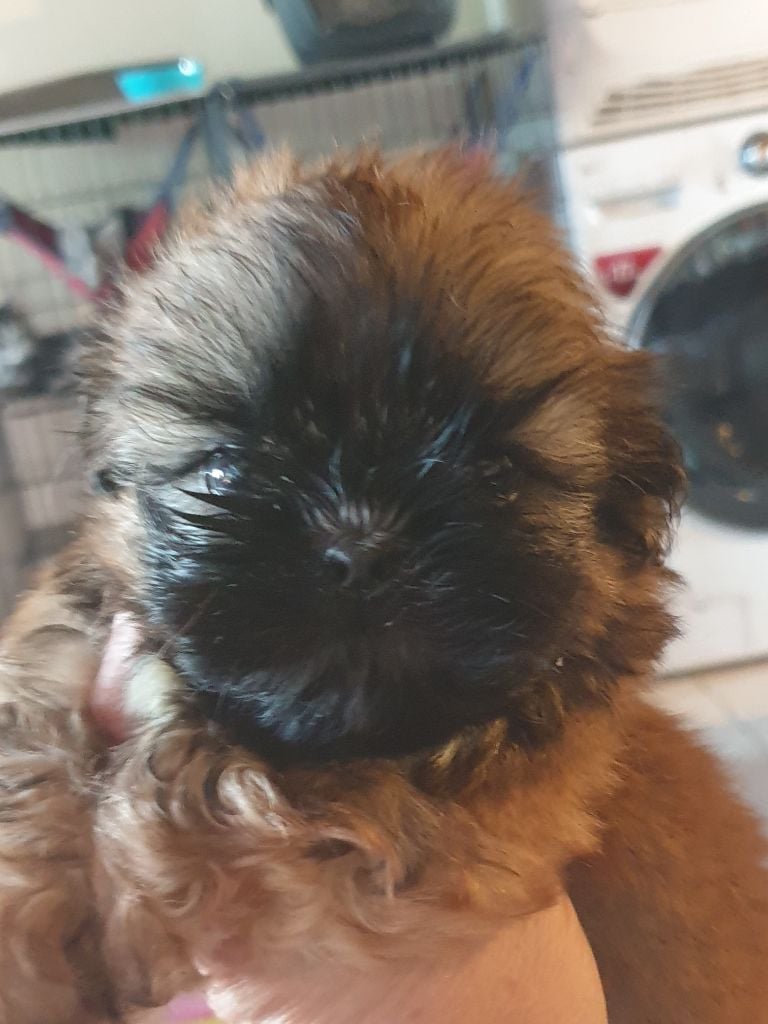 Du Petit Bois Ensorcelé - Chiots disponibles - Shih Tzu