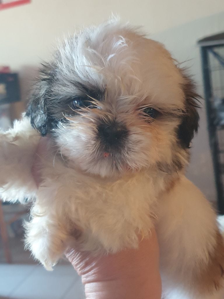 Du Petit Bois Ensorcelé - Chiots disponibles - Shih Tzu