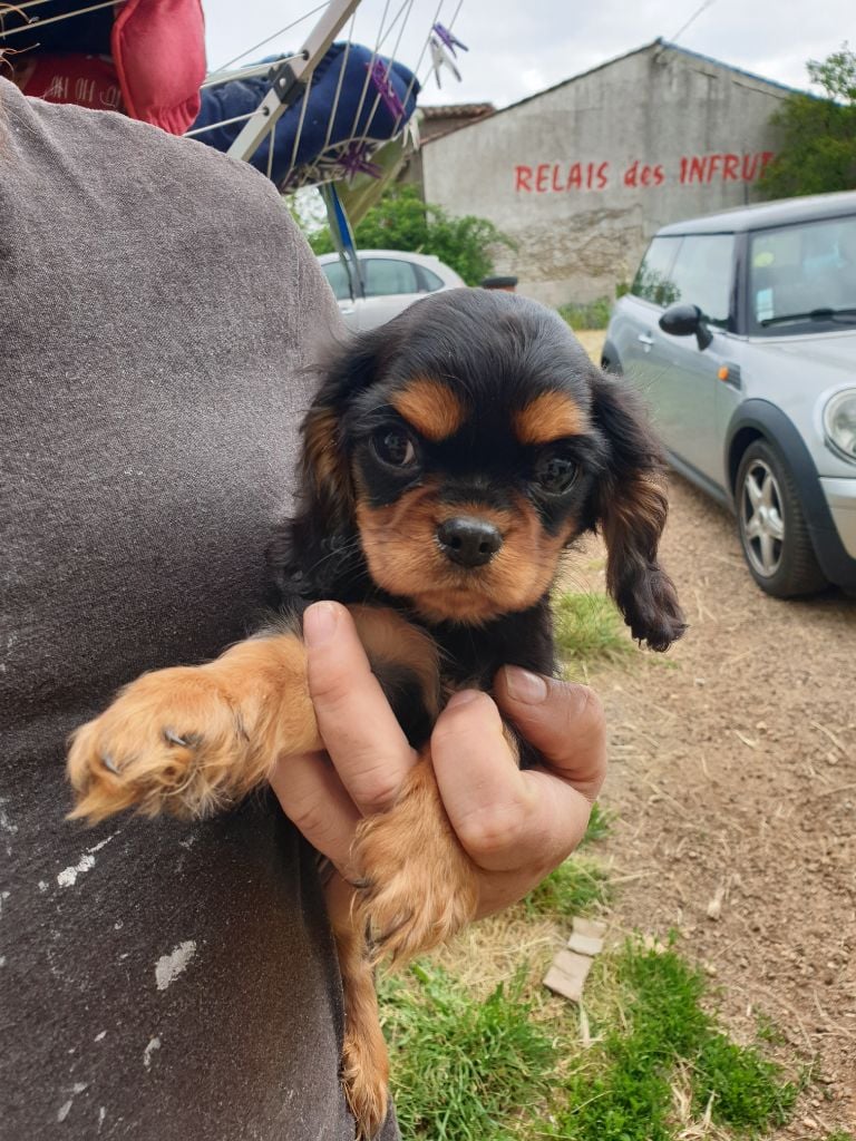 Du Petit Bois Ensorcelé - Chiots disponibles - Cavalier King Charles Spaniel