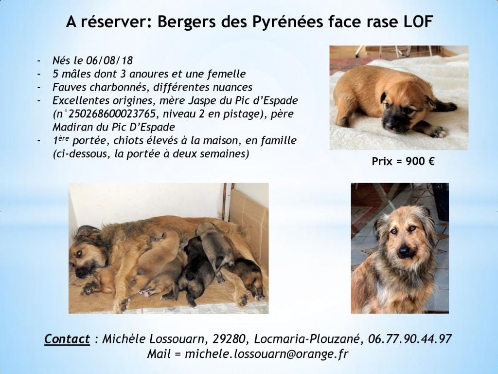 De La Pointe Du Diable - Chiots Berger des Pyrénées face rase a réserver