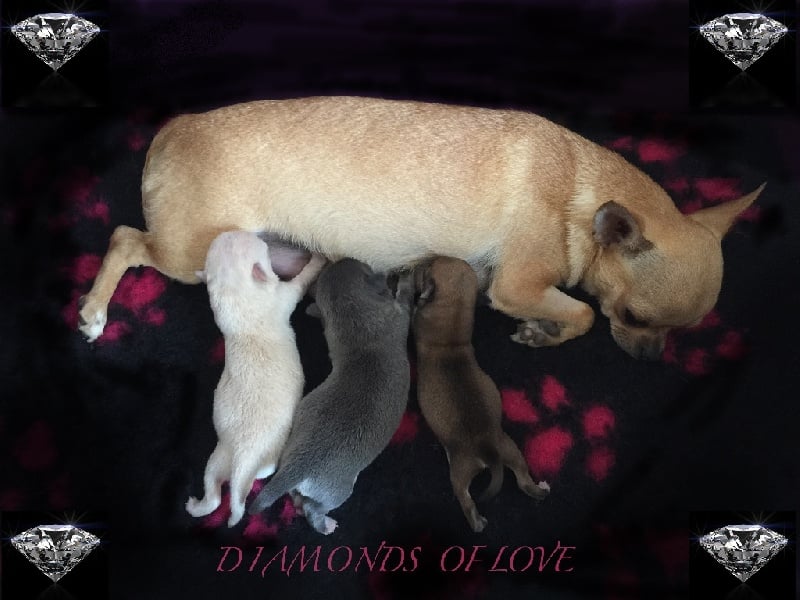 Diamonds Of Love - Chihuahua - Portée née le 22/07/2015