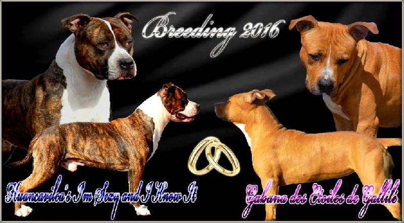 Class Back's - American Staffordshire Terrier - Portée née le 14/06/2016