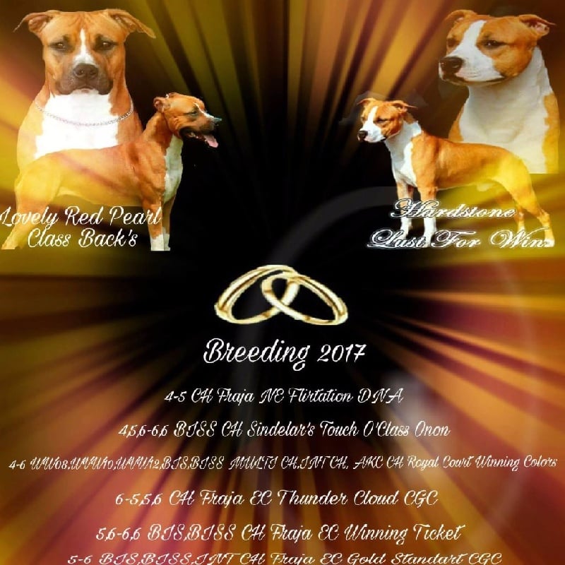 Class Back's - American Staffordshire Terrier - Portée née le 09/02/2017