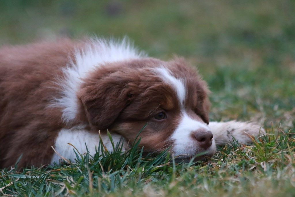 De La Légende De Calydane - Chiots disponibles - Berger Australien