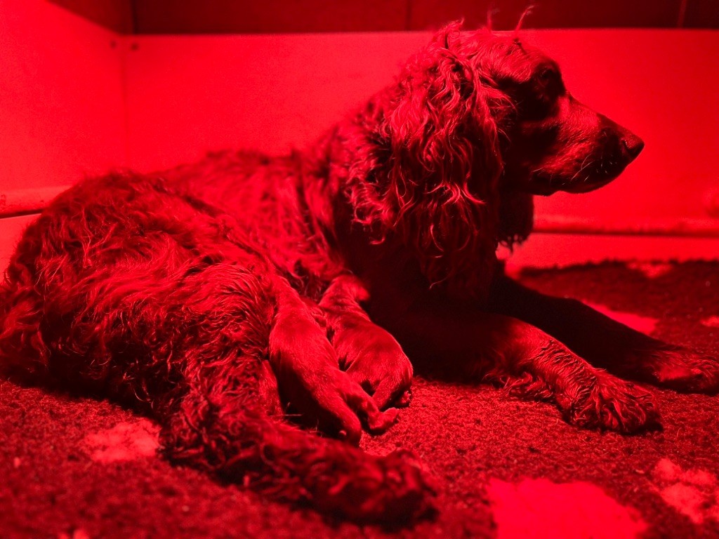 Chiot Chien d'Oysel allemand De La Dernière Harde De Sologne