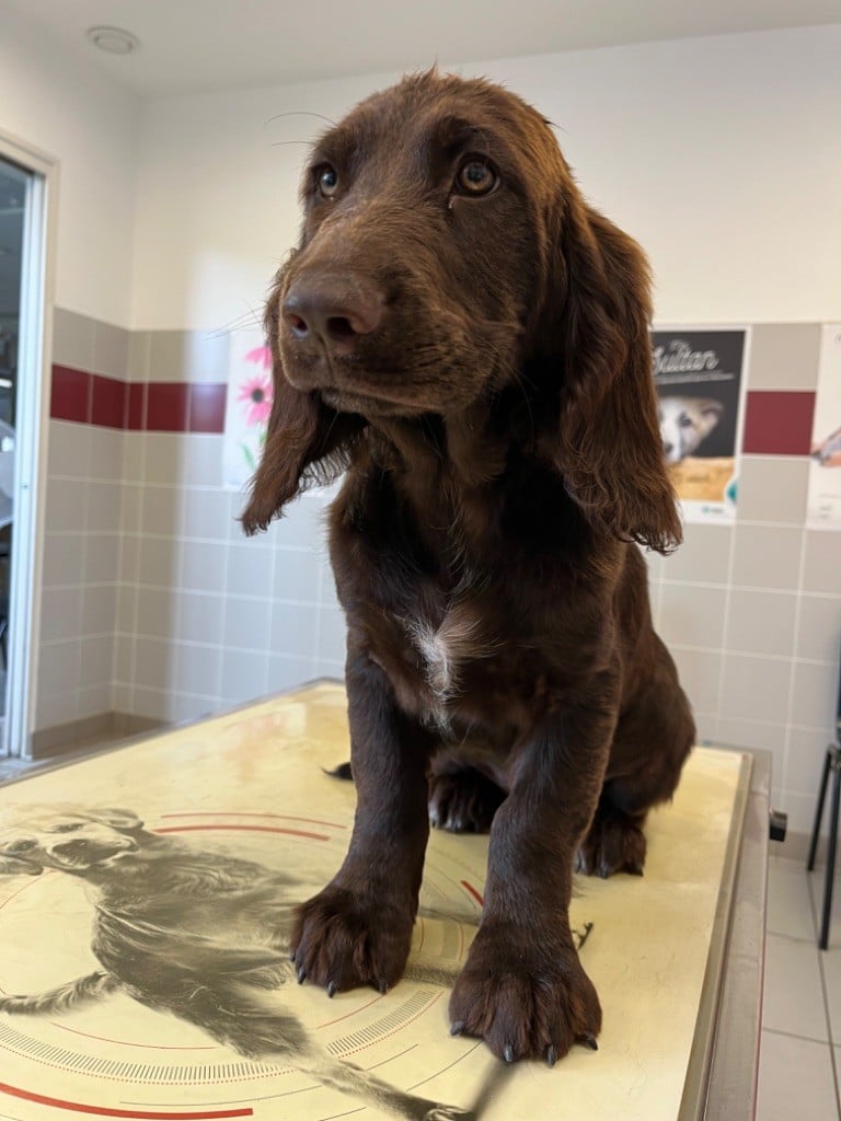 De La Dernière Harde De Sologne - Chiots disponibles - Chien d'Oysel allemand