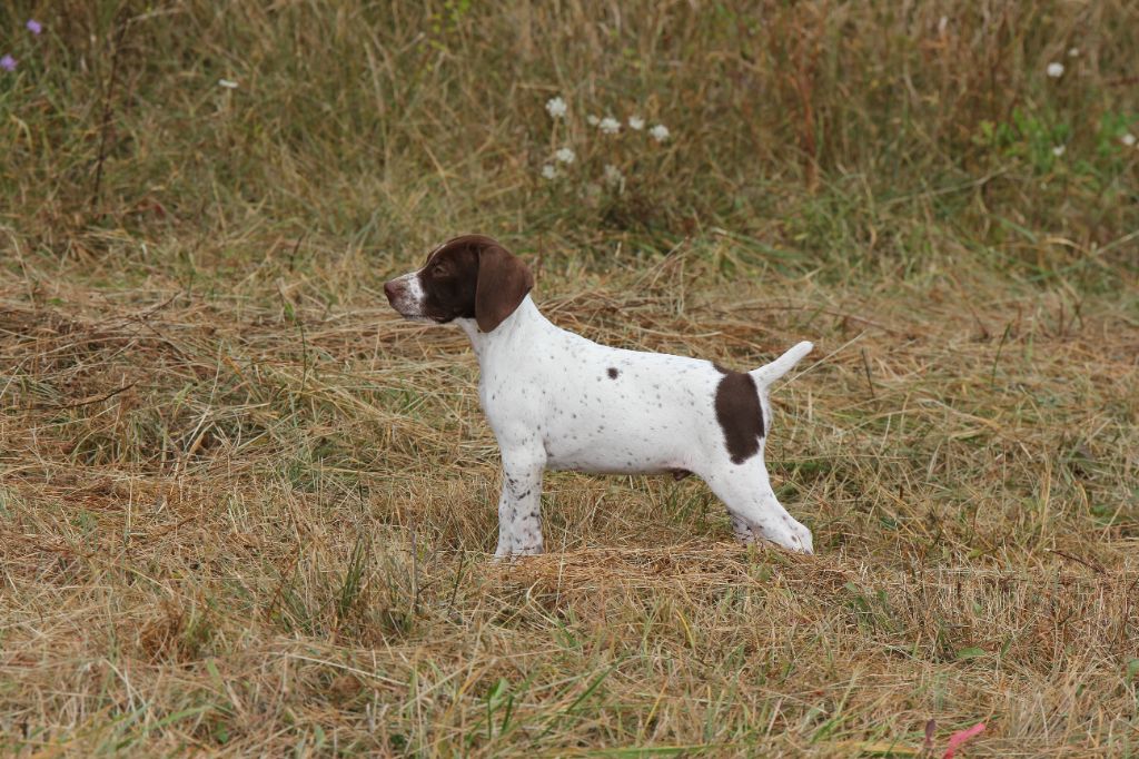 Du Château De Menardiere - Chiots disponibles - Braque français, type Pyrenees (petite taille)