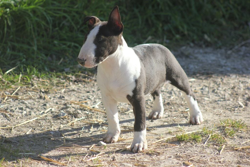 Du Château De Menardiere - Chiots disponibles - Bull Terrier Miniature