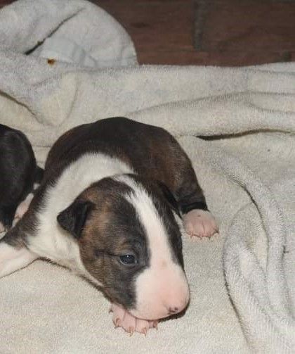 Du Château De Menardiere - Chiots disponibles - Bull Terrier Miniature