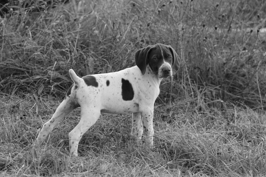 Du Château De Menardiere - Chiots disponibles - Braque français, type Pyrenees (petite taille)