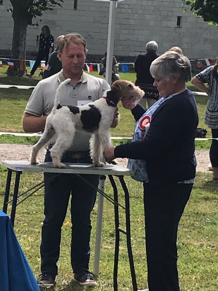 Des Petites Fagnes - European Fox Terrier Winner Show 