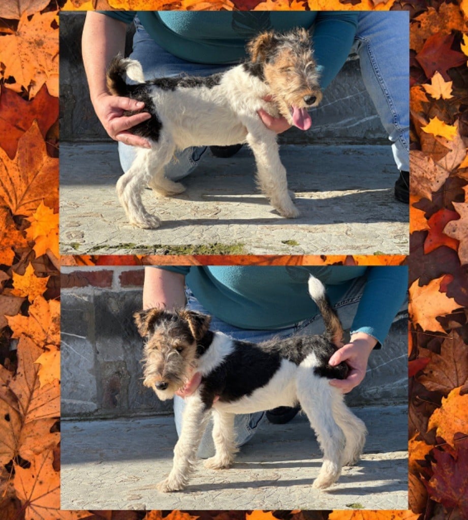 Des Petites Fagnes - Chiots disponibles - Fox Terrier Poil Dur