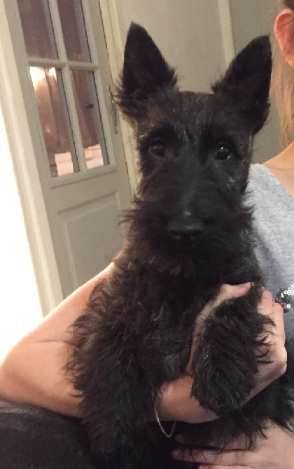 just for me - adorable bebe scottish terrier lof bringe